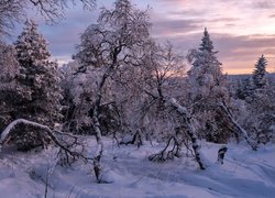 Las, Śnieg, Ośnieżone, Drzewa, Zima