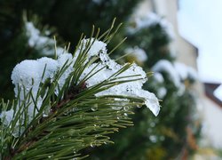 Śnieg na gałązce świerku