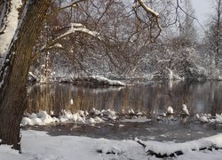 Zima, Śnieg, Rzeka, Drzewa, Trawa