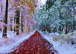Śnieg na jesiennych drzewach w lesie