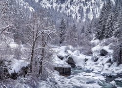Śnieg na kamieniach i drzewach przy górskiej rzece