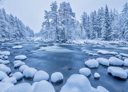 Rosja, Półwysep Kolski, Zima, Rzeka Kola, Drzewa, Ośnieżone