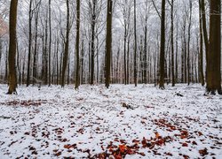 Śnieg na opadłych liściach pod drzewami w lesie