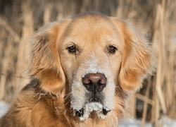 Śnieg na pysku golden retrievera