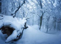 Śnieg na zwalonym drzewie w zimowym lesie