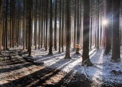 Śnieg pod drzewami w lesie w słonecznym blasku