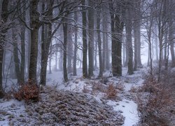 Śnieg pod drzewami w zamglonym lesie