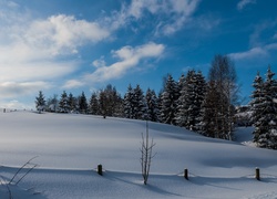 Śnieg przykrył pola i drzewa