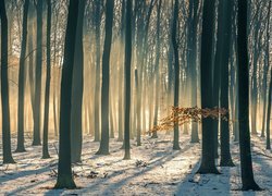Las, Drzewa, Śnieg, Przebijające światło