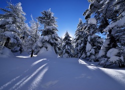 Śnieg zasypał leśne świerki