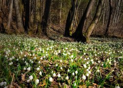 Śnieżyca wiosenna pod drzewami w lesie