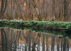 Śnieżyce w lesie na brzegu rzeki