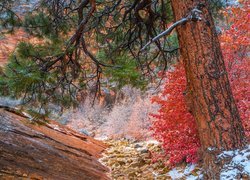 Park Narodowy Zion, Jesień, Skały, Roślinność, Drzewo, Sosna, Czerwony, Krzew, Stan Utah, Stany Zjednoczone