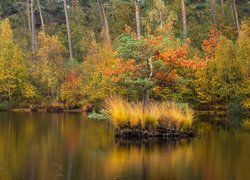 Jesień, Las, Jezioro, Kępka, Trawy