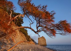 Sosna i skała o nazwie żagiel na brzegu morza Czarnego w Rosji