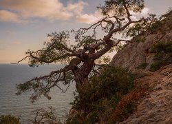 Sosna kalabryjska na skale