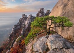 Sosna na górze Dobongsan w Korei Południowej