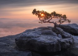 Niemcy, Saksonia, Park Narodowy Saskiej Szwajcarii, Góry Połabskie, Góra Lilienstein, Zachód słońca, Drzewo, Sosna, Mgła