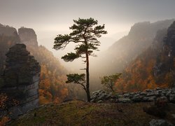 Sosna na skałach i widok na zamglony Park Narodowy Czeskiej Szwajcarii