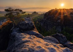 Sosna na skałach w blasku wschodzącego słońca nad Górami Połabskimi
