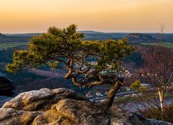 Niemcy, Saksonia, Park Narodowy Saskiej Szwajcarii, Góry Połabskie, Góra Lilienstein, Wschód słońca, Drzewo, Sosna, Skała