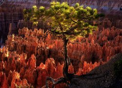Sosna na skałach w Parku Narodowym Bryce Canyon