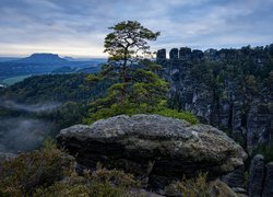 Sosna na skale i panorama Parku Narodowego Saskiej Szwajcarii