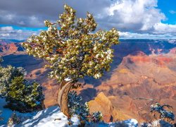 Park Narodowy Wielkiego Kanionu, Wielki Kanion Kolorado, Grand Canyon, Góry, Skała, Drzewo, Sosna, Stan Arizona, Stany Zjednoczone