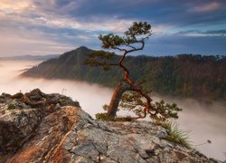 Sosna na skale i widok na zamglony Pieniński Park Narodowy