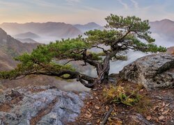 Sosna na skale i zamglone góry