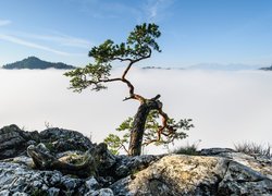 Sosna na skale na tle mgły nad Pieninami