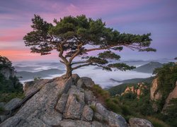 Park prowincjonalny Daedunsan, Wschód Słońca, Drzewa, Sosny, Góry, Prowincja Jeolla Północna, Korea Południowa