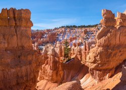 Sosna na skale w Parku Narodowym Bryce Canyon