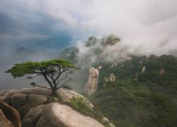 Park Narodowy Bukhansan, Dobongsan, Góry, Zima, Ośnieżone, Skały, Kamienie, Drzewa, Sosna, Prowincja Gyeonggi-do, Korea Południowa