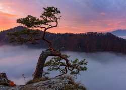 Wschód słońca, Góry, Pieniny, Szczyt, Sokolica, Pieniński Park Narodowy, Polska, Skały, Drzewo, Sosna, Mgła