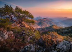 Sosna na skale z widokiem na góry Troodos