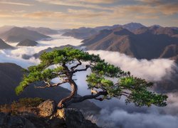 Skała, Sosna, Góry, Mgła, Świt, Park Prowincjonalny Daedunsan, Prowincja Jeolla Północna, Korea Południowa