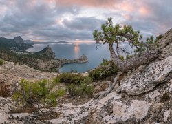 Sosna na skale z widokiem na wybrzeże Krymu