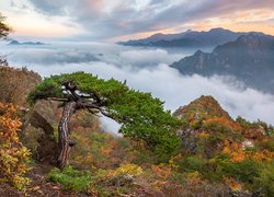 Góry, Skały, Roślinność, Chmury, Mgła, Sosna, Góra Woraksan, Korea Południowa