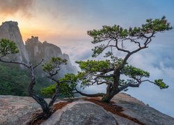 Góry, Skały, Sosny, Słoneczne światło, Mgła, Park Narodowy Bukhansan, Prowincja Gyeonggi, Korea Południowa
