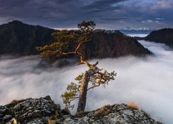 Wschód słońca, Góry, Pieniny, Szczyt, Sokolica, Skały, Sosna, Drzewo, Mgła, Pieniński Park Narodowy, Polska