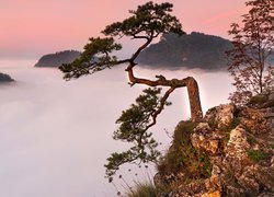 Sosna, Góry, Skała, Mgła, Szczyt, Sokolica, Pieniny, Pieniński Park Narodowy, Polska