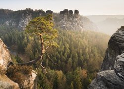 Sosna na tle formacji skalnej Bastei w Niemczech