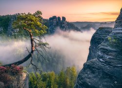 Park Narodowy Saskiej Szwajcarii, Skały, Formacja Bastei, Góry Połabskie, Lasy, Wschód słońca, Sosna, Niemcy