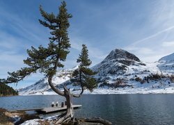 Drzewo, Sosna, Ośnieżone, Góry, Alpy, Jezioro, Obersee, Pomost, Park Narodowy Berchtesgaden, Bawaria, Niemcy