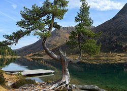 Drzewo, Sosna, Góry, Alpy, Jezioro, Obersee, Pomost, Park Narodowy Berchtesgaden, Bawaria, Niemcy