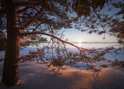 Sosna w zimowej szacie nad jeziorem Ładoga