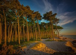 Sosnowy las nad morską plażą