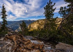 Góry, Skały, Spróchniały, Pień, Drzewa, Sosny, Park Narodowy Yosemite, Kalifornia, Stany Zjednoczone