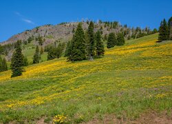 Sosny i żółte kwiaty na wzgórzach